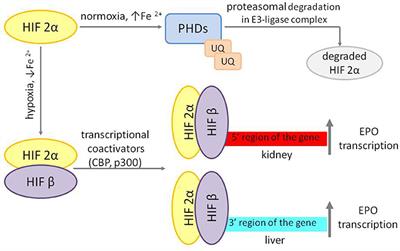 Iron and Chronic Kidney Disease: Still a Challenge